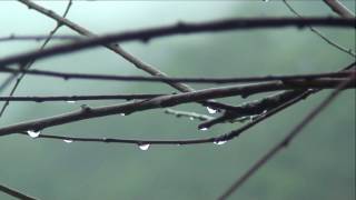 なごり雨     オリジナル歌手: 石川さゆり ♪カバ－マンリイ歌詞付き