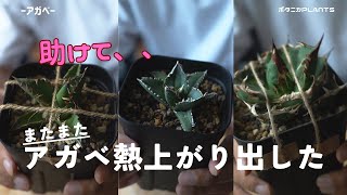 アガベ熱再上昇中｜agave titanota oteroi