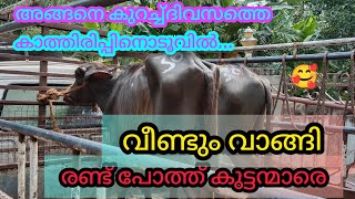 എന്റെപുതിയ പോത്ത്കുട്ടികൾ 😍കാട്ടുപുതുശേരിചന്ത ഫുൾവീഡിയോ #Anwarkeralapothvalarthal#shojiravi