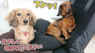 パピーダックスとちょっと兄さんダックス　🐶ひみつきちなう！#2🐶  (ミニチュアダックス チワワ 柴犬 ポメラニアン) 2021年1月10日