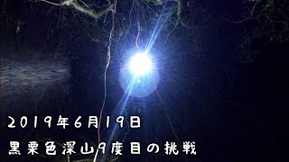 黒栗色深山9度目の挑戦【クワガタムシ】台湾北部2019年6月19日ライトトラップ