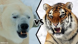 POLAR BEAR VS SIBERIAN TIGER - Who would win a fight?