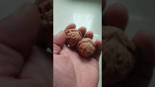 Wenwan walnut