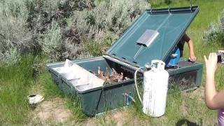 Ringneck Pheasants released at 4 weeks. . .