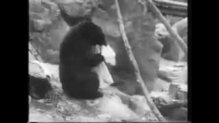 Takaragawa Onsen, Moon Bear in hotspring,Japan,Gunma,Minakami,like snow monky, 群馬県・熊のいる温泉