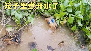 暴雨过后看 笼终于过了一把瘾！都快提不动了。