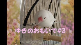 ゆきのおもいで3 文鳥の介護#98 　Memories. 8year old java sparrow.