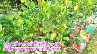 বারোমাসি আঁঠা বিহীন কাঠাল খুব সিমীত মূল্যে মহাস্থান নার্সারীতে। 01317325455 WhatsApp imo