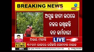 Elephant Sick : ଅସୁସ୍ଥ ଅଛନ୍ତି ଗଜରାଜ । ୮ ଦିନ ହେଲାଣି ଅଖିଆ ଅପିଆ । Odisha News । 2k