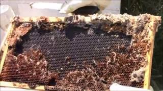 Wax moths in a bee hive