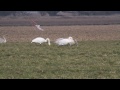 wilde zwaan met jongen gygnus gygnus whooper swan door piet zuidema