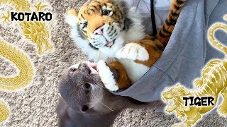 カワウソ コタロー　最近ハマってる遊び「トラ追い」　Kotaro the Otter Chasing a Tiger