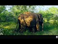 Elephant herd with 2 year old calf at Mudumalai@mudumalaitigerreserve1863