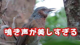 鳴き声が良すぎて聞き入った