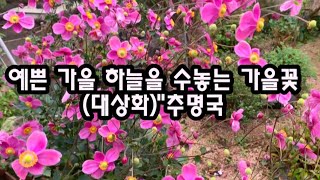 #추명국 #추명국꽃 #가을에예쁜꽃예쁜 가을 하늘을 수놓는 가을꽃\