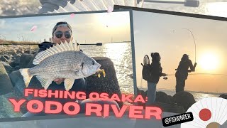 Catching my first Kibire |  黄茅渟 (Yellowfin Sea Bream) at Yodo River | 淀川, Osaka