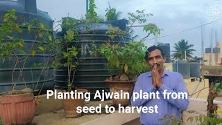 അയമോദകം വിത്തു മുതൽ വിളവ് വരെ.(Planting Ajwain plant from seed to harvest)