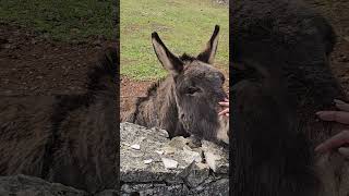 Donkey says halo, hee how #donkey #animals