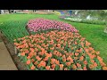 昭和記念公園の桜と菜の花とチューリップ 4k 2023 tokyo japan cherryblossoms tulip canolaflowers