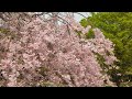 昭和記念公園の桜と菜の花とチューリップ 4k 2023 tokyo japan cherryblossoms tulip canolaflowers