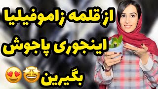 اینجوری زاموفیلیا رو تکثیر کنین و ازش پاجوش بگیرین😍/نگهداری قلمه زاموفیلیا از تکثیر تا پاجوش دهی