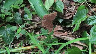 ステュギアタテハモドキJunonia stygia (Aurivillius' Brown Pansy) 2024/09/23 Kwabena Sam Forest Ghana