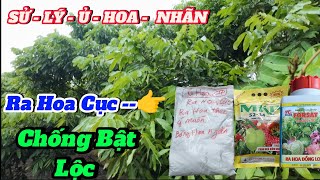 Kỹ Thuật Sử Lý Nhãn,Ra Hoa Cục Chống Bật Lộc 2024-2025