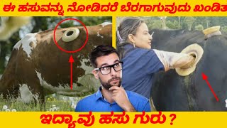 ಇದು ಯಾವ ಹಸು ಅಪ್ಪ ಇದರ ಹೊಟ್ಟೆ ಮೇಲೆ ಏನಿದೆ |  amazing and unusual facts about cow in kannada