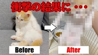 【悲報】子猫を動物病院へ連れて行ったら、とんでもない結果になりました...【猫カビ】