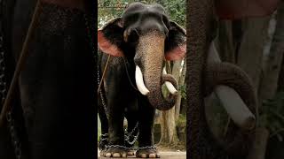 😱കേരളത്തിലെ ആനകളുടെ ഉയരം 🤩|Part 1|Kerala Elephants Height|