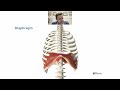 heart or something else the anatomy of chest pain unveiled