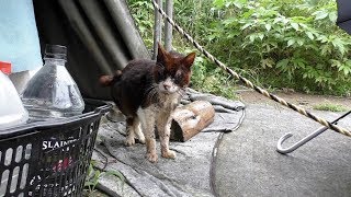 【地域猫】恵みの雨も心強い援軍も通用せず‼厳しい決断をせざるを得ない。【魚くれくれ野良猫製作委員会】