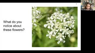 Plant Families in Our Foods, Series 1: Apiaceae