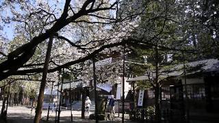 会津五桜　伊佐須美神社の薄墨桜　00134