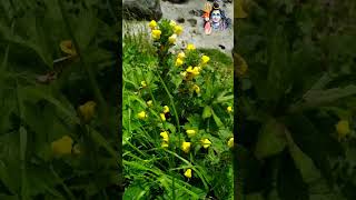 हिमालयन पुष्प और जड़ी बूटियां || #himalayan #himalay #sanjeevanibooti #aushadhi #herbs #flowers