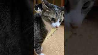 ツンデレ猫 - Tsundere Cats - #Shorts