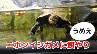 餌を食べるニホンイシガメが可愛すぎる