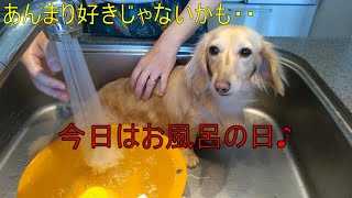 【カニンヘンダックス🐶♥】はなちゃんのお風呂　1歳5ヶ月　週に一度のお風呂風景