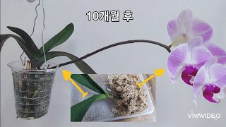 뿌리가 없던 호접란 10개월 후 모습과 건강하게 성장하는 호접란 들 변화하는 모습.