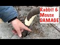 Rabbit and Mouse DAMAGE to TREES is an Indicator of...