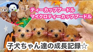 トイプードルの子犬ちゃん達の成長記録☆ #ブリーダー#タイニープードル#ティーカッププードル#トイプードル #kamkam #カムカム #子犬 #イッヌ #成長記録 #といぷー #マイクロティーカップ