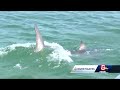 5 Investigates: Rise in shark population off Cape Cod sparks safety concerns for this summer