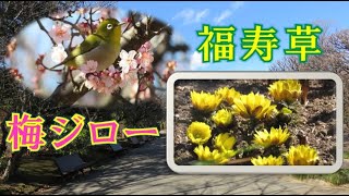 ★福寿草と梅ジロー（川口市立グリーンセンター）★