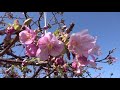 ２－②２０１８福ふくの里　菜の花畑と河津桜にＪＲ九州電車通過風景！