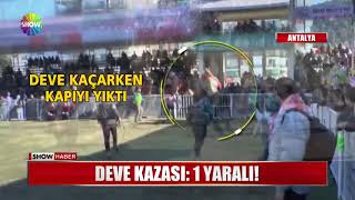 Deve kazası: 1 yaralı!