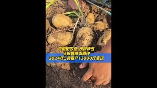 #土豆种植 #土豆高产种植 #种土豆 #土豆种子 #土豆种植技巧和方法