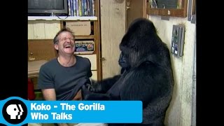 KOKO - THE GORILLA WHO TALKS | 60 Seconds | PBS