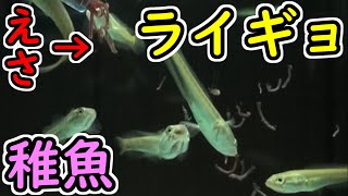 【雷魚】生後約一ヵ月のライギョの稚魚を観察する【タイワンドジョウ】【Blotched snakehead】