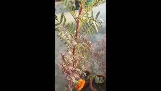 zendu । झेंडू ।  Marigold । Flower Tree