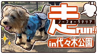 【ノーフォークテリア】走ります。走ります。 in 代々木公園ドッグラン